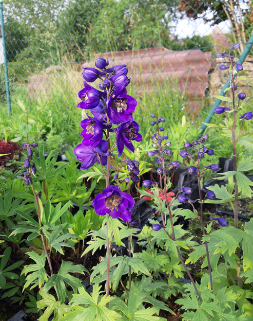Delphinium cultorum `Black Knight`